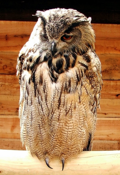 Roofvogels-Aviflora 2006-oehoe