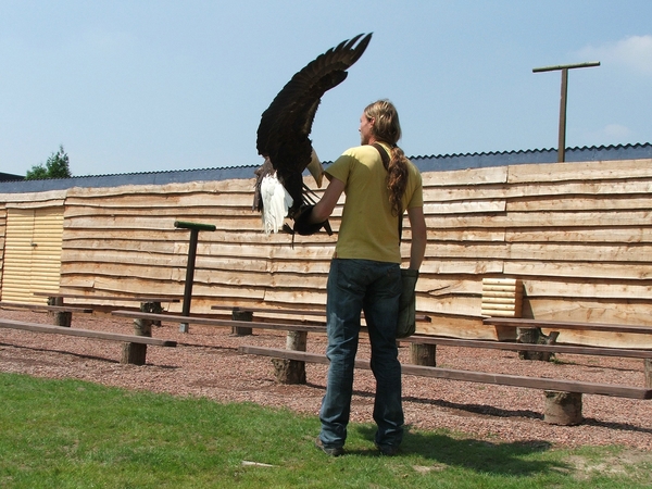Roofvogels-Aviflora 2006