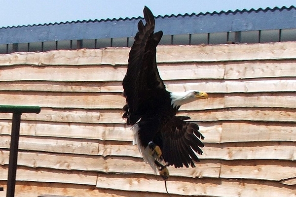 Roofvogels-Aviflora 2006