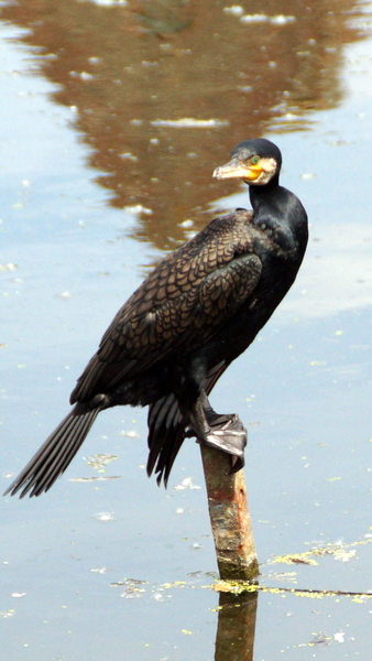 Aalscholver-2-6-2017-2