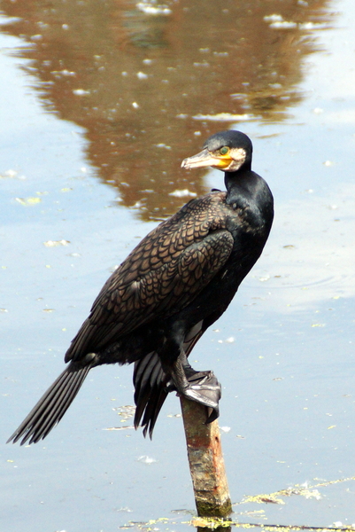 Aalscholver-2-6-2017-3