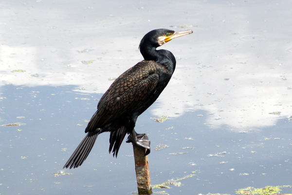 Aalscholver-2-6-2017-4