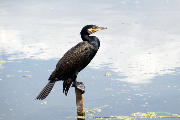 Aalscholver-2-6-2017-5