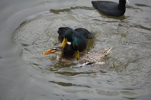 Wilde Eenden-26-1-2018-5