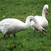 Witte Zwanen