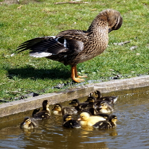 Wilde Eenden