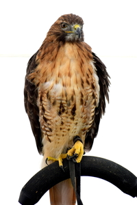 Arendbuizerd