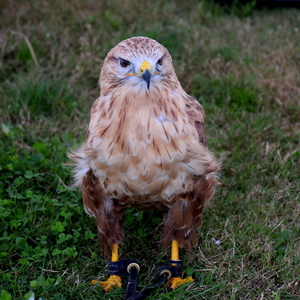 buizerd