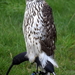 RoofvogelBeurs-Kachtem-Izegem-aug.2019