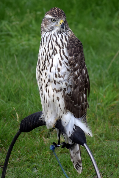 RoofvogelBeurs-Kachtem-Izegem-aug.2019