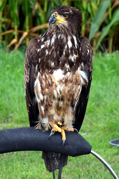 RoofvogelBeurs-Kachtem-Izegem-aug.2019