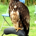 RoofvogelBeurs-Kachtem-Izegem-aug.2019