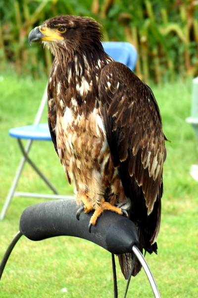 RoofvogelBeurs-Kachtem-Izegem-aug.2019