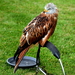 RoofvogelBeurs-Kachtem-Izegem-aug.2019