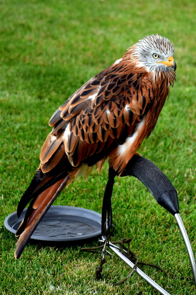 RoofvogelBeurs-Kachtem-Izegem-aug.2019