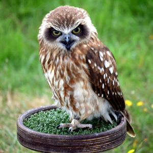 RoofvogelBeurs-Kachtem-Izegem-aug.2019