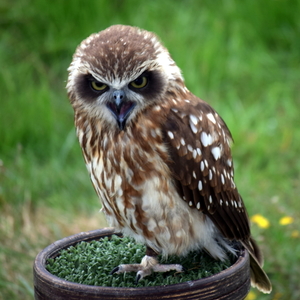 RoofvogelBeurs-Kachtem-Izegem-aug.2019