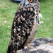 RoofvogelBeurs-Kachtem-Izegem-aug.2019