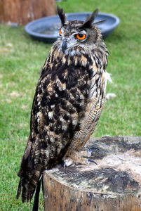 RoofvogelBeurs-Kachtem-Izegem-aug.2019