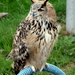 RoofvogelBeurs-Kachtem-Izegem-aug.2019