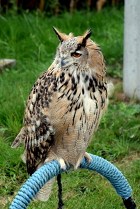 RoofvogelBeurs-Kachtem-Izegem-aug.2019