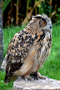 RoofvogelBeurs-Kachtem-Izegem-aug.2019