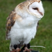 RoofvogelBeurs-Kachtem-Izegem-aug.2019