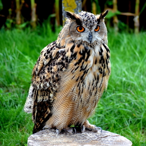 RoofvogelBeurs-Kachtem-Izegem-aug.2019