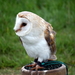 RoofvogelBeurs-Kachtem-Izegem-aug.2019