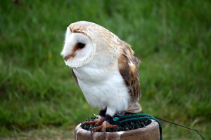 RoofvogelBeurs-Kachtem-Izegem-aug.2019