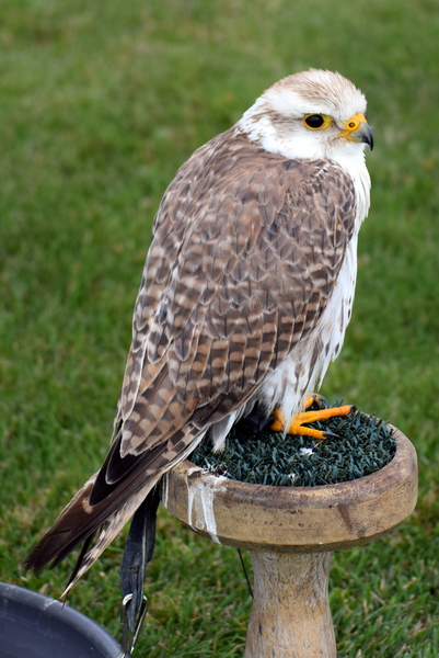 RoofvogelBeurs-Kachtem-Izegem-aug.2019