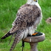 RoofvogelBeurs-Kachtem-Izegem-aug.2019