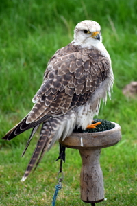 RoofvogelBeurs-Kachtem-Izegem-aug.2019