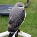 RoofvogelBeurs-Kachtem-Izegem-aug.2019