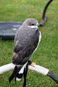 RoofvogelBeurs-Kachtem-Izegem-aug.2019