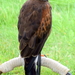 RoofvogelBeurs-Kachtem-Izegem-aug.2019