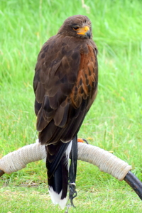 RoofvogelBeurs-Kachtem-Izegem-aug.2019