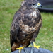 RoofvogelBeurs-Kachtem-Izegem-aug.2019