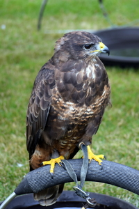 RoofvogelBeurs-Kachtem-Izegem-aug.2019