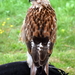 RoofvogelBeurs-Kachtem-Izegem-aug.2019