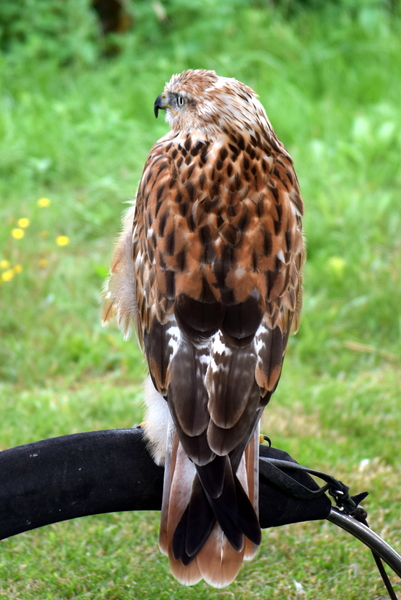 RoofvogelBeurs-Kachtem-Izegem-aug.2019