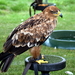 RoofvogelBeurs-Kachtem-Izegem-aug.2019