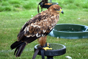 RoofvogelBeurs-Kachtem-Izegem-aug.2019