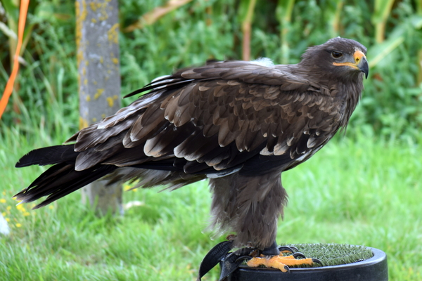 RoofvogelBeurs-Kachtem-Izegem-aug.2019