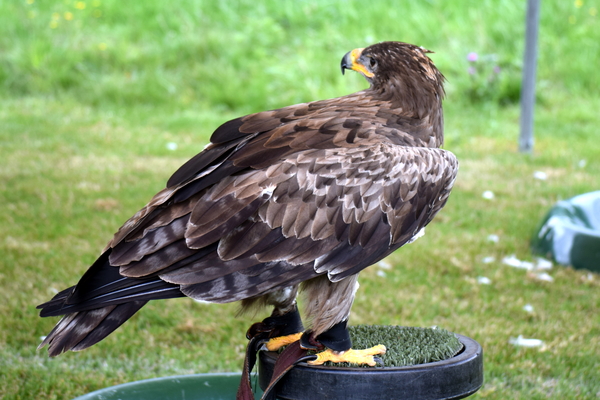 RoofvogelBeurs-Kachtem-Izegem-aug.2019