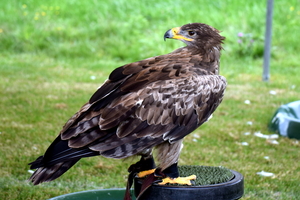 RoofvogelBeurs-Kachtem-Izegem-aug.2019