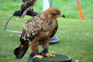 RoofvogelBeurs-Kachtem-Izegem-aug.2019