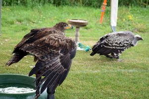 RoofvogelBeurs-Kachtem-Izegem-aug.2019