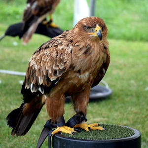 RoofvogelBeurs-Kachtem-Izegem-aug.2019