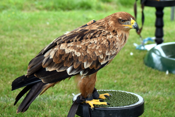 RoofvogelBeurs-Kachtem-Izegem-aug.2019